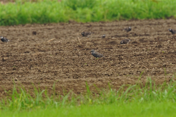 zVNh,Common Starling